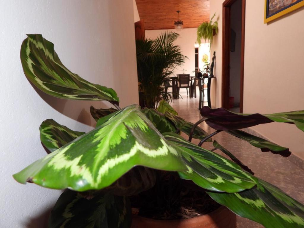 A&D Guadalupe Apartahotel Jardín Zewnętrze zdjęcie